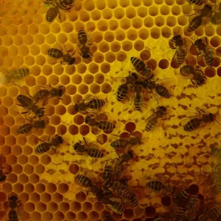 Sleeping With The Bees Kozjak *