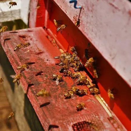 Holiday home Sleeping With The Bees Kozjak
