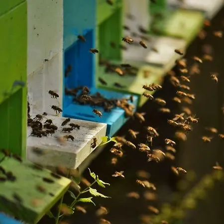 Vakantiehuis Sleeping With The Bees Kozjak
