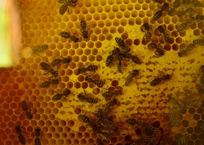 Sleeping With The Bees Kozjak *