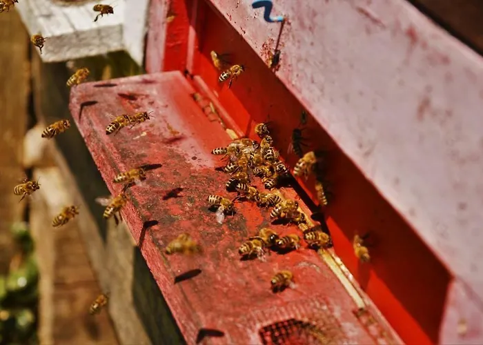 펜션 Sleeping With The Bees Kozjak