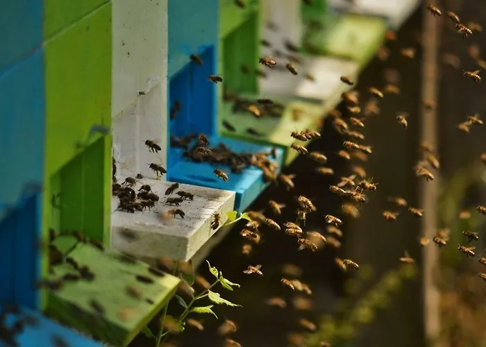 펜션 Sleeping With The Bees Kozjak